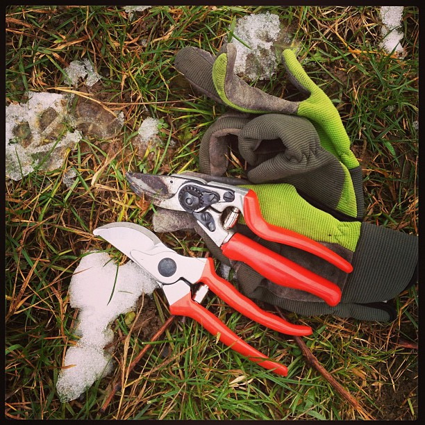 Clean, correctly adjusted pruning shears are easier to inspect and sharpen.