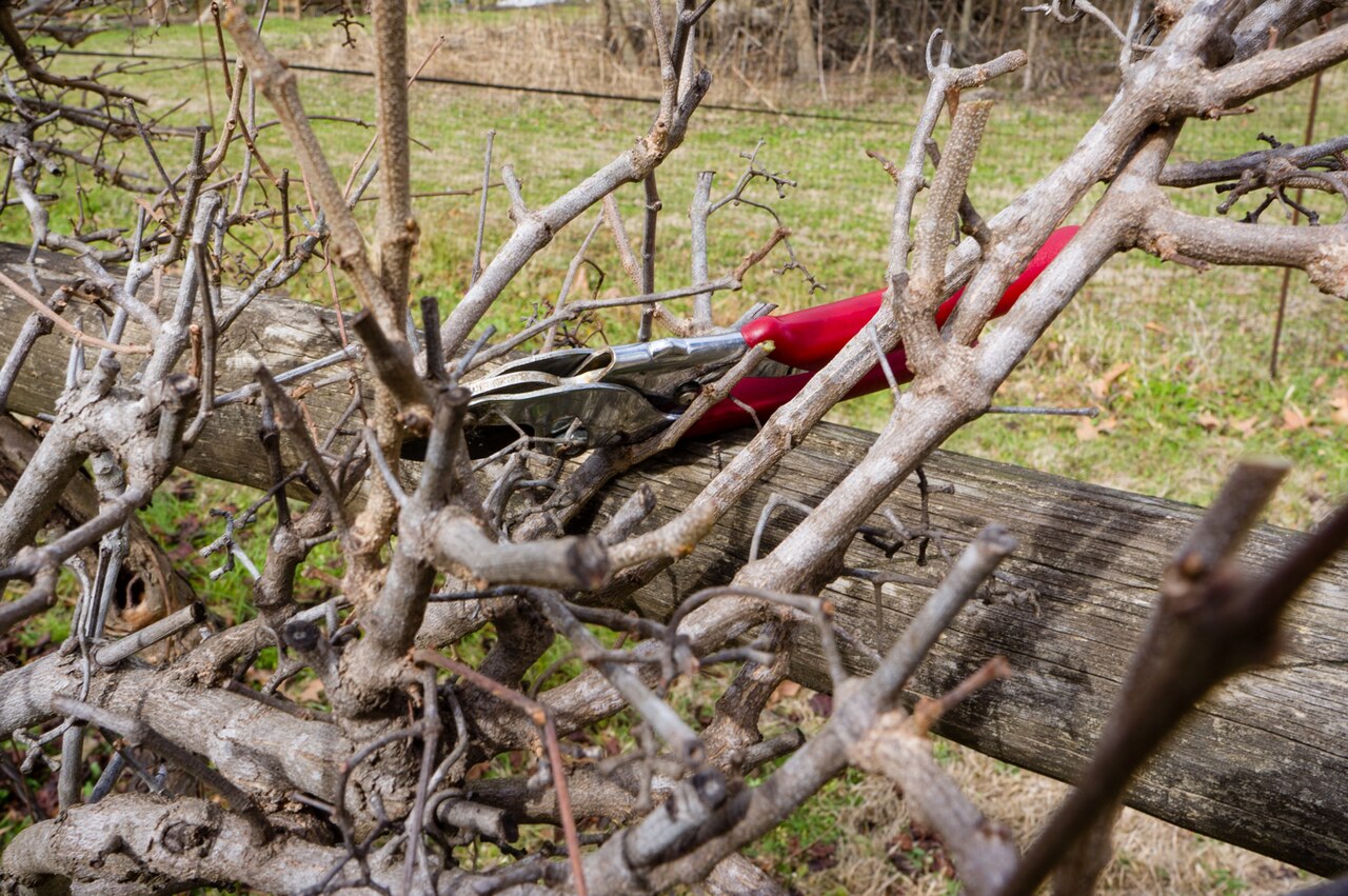 Pruning completed in a muscadine vineyard in Mississippi