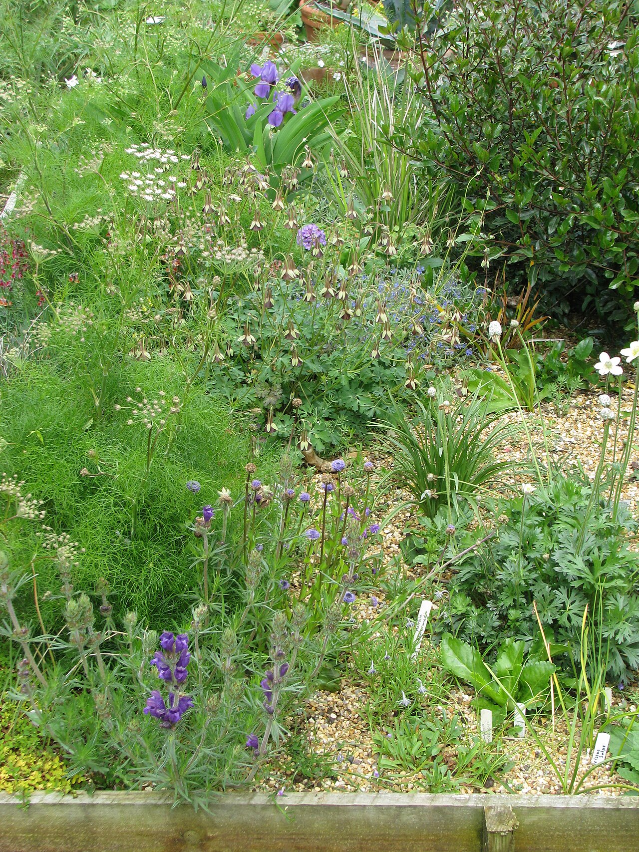 Aquilegia viridiflora, Athamantas, Dracocephalum austriacum, Veronica cinerea, Rhamnus ludovici-salvatoris, Anemone multifida, Iris aphylla...